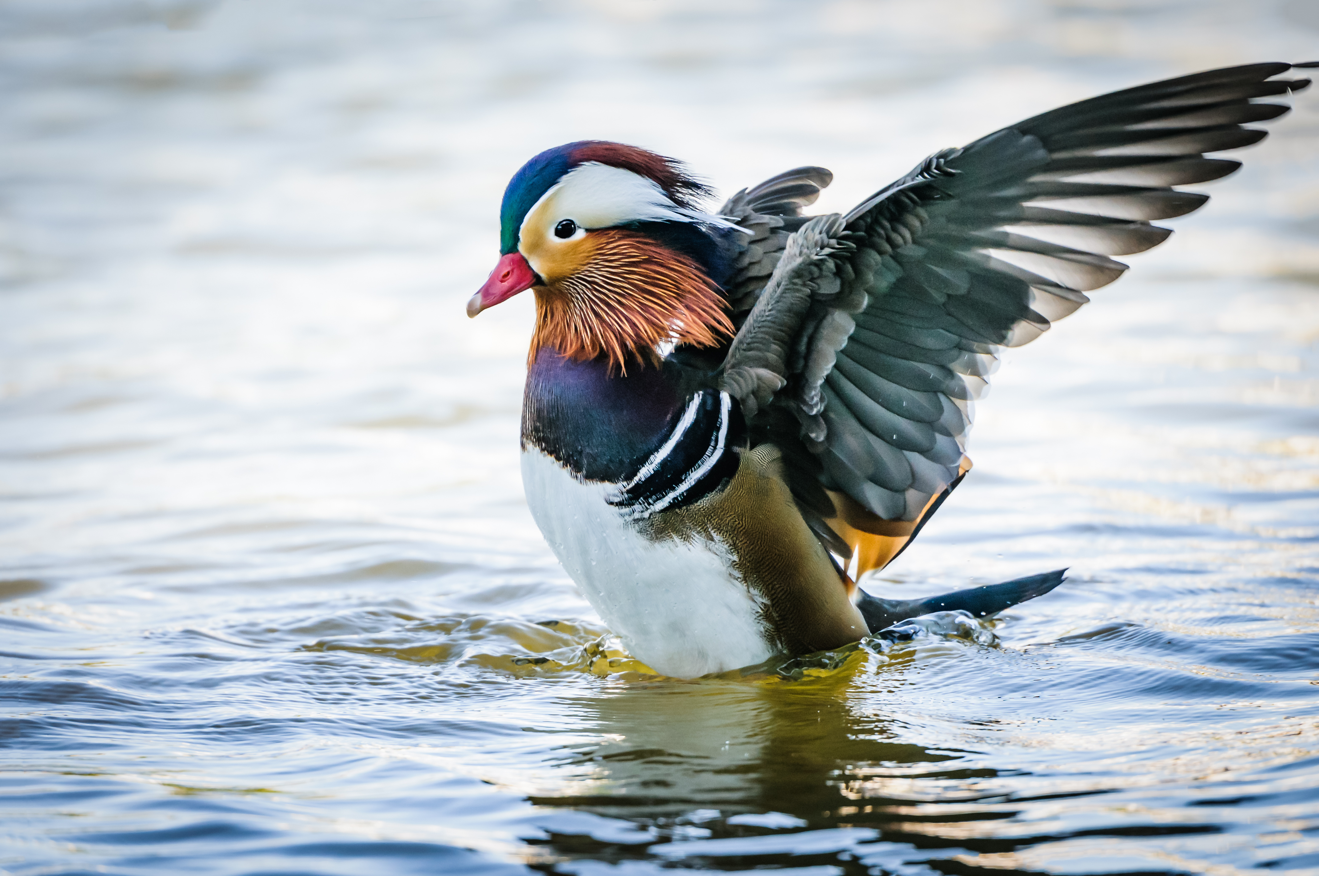 Marreco Mandarim exibindo suas cores vibrantes enquanto nada em um lago
